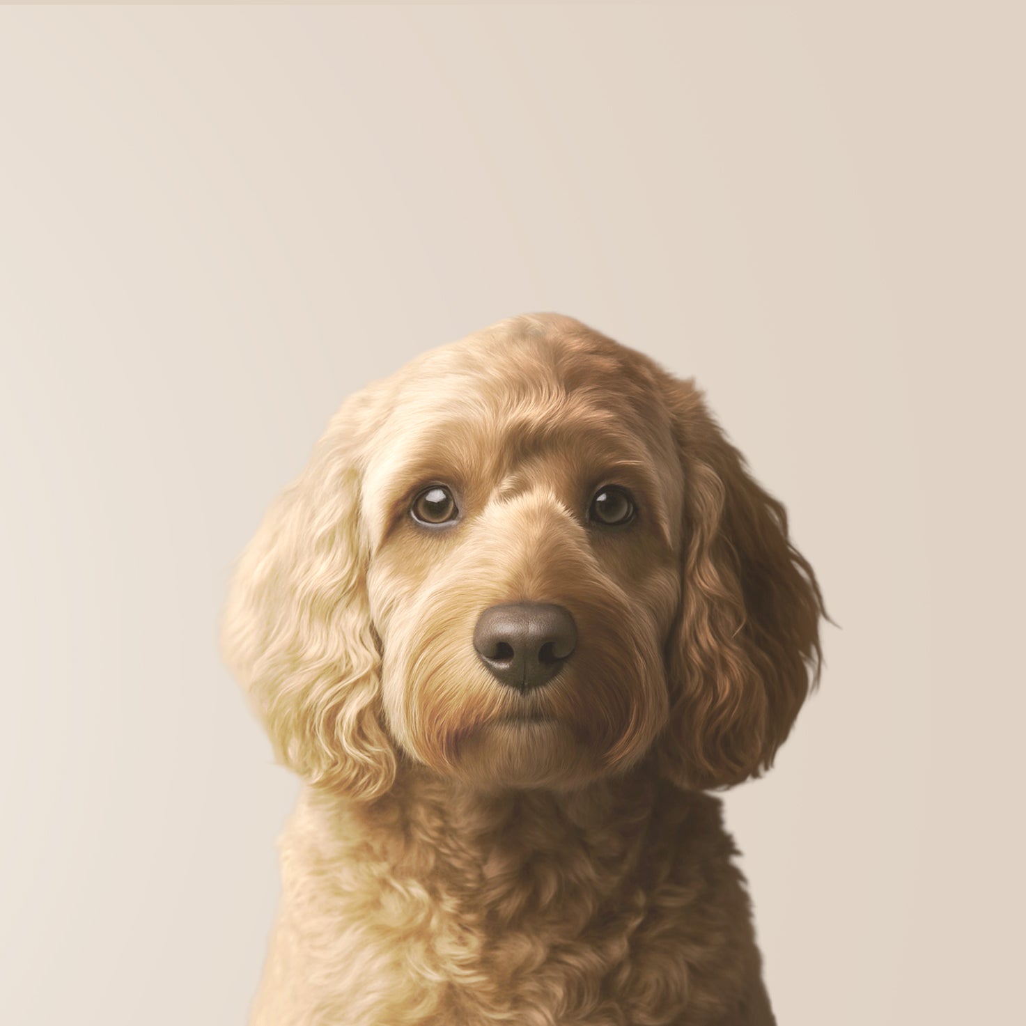 Cockapoo 