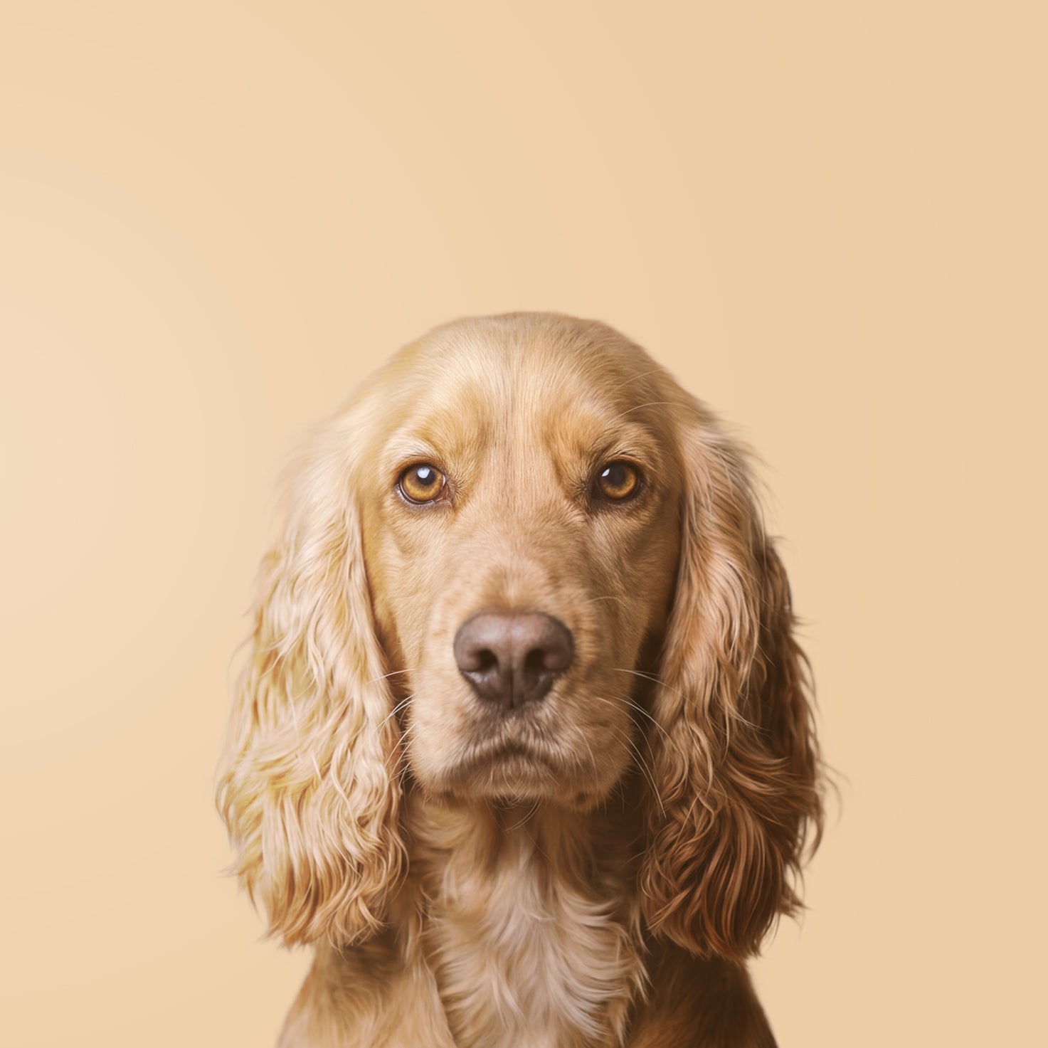 Cocker Spaniel