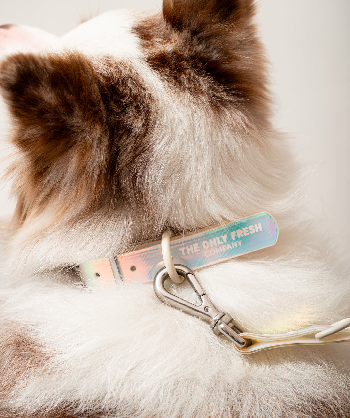 Smart Dog Collar - Lunar