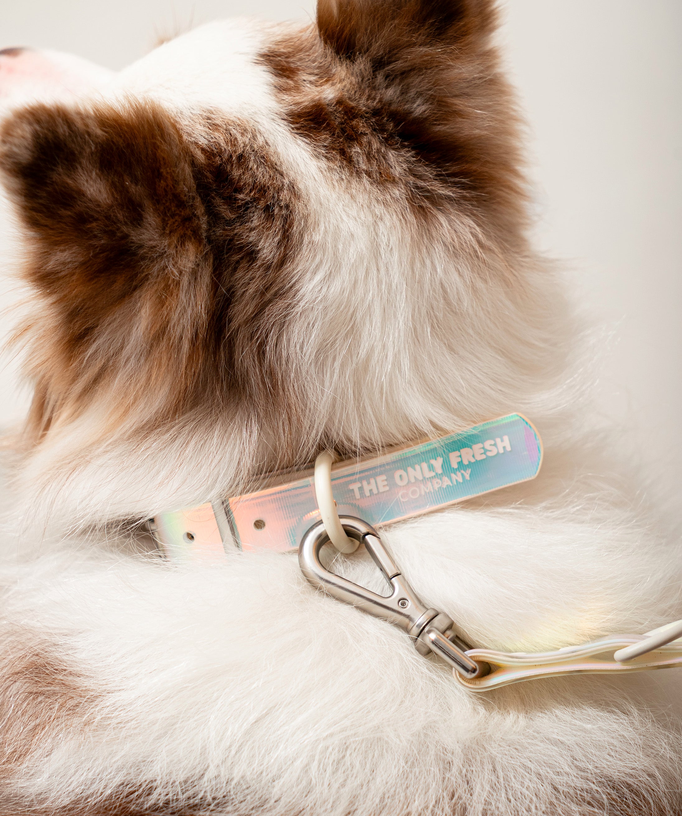 Smart Dog Collar - Lunar