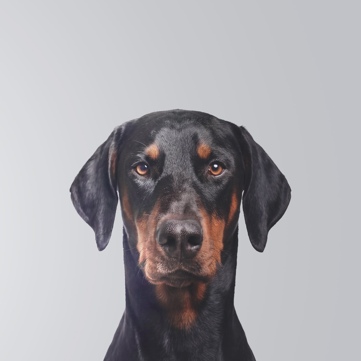 Dobermann