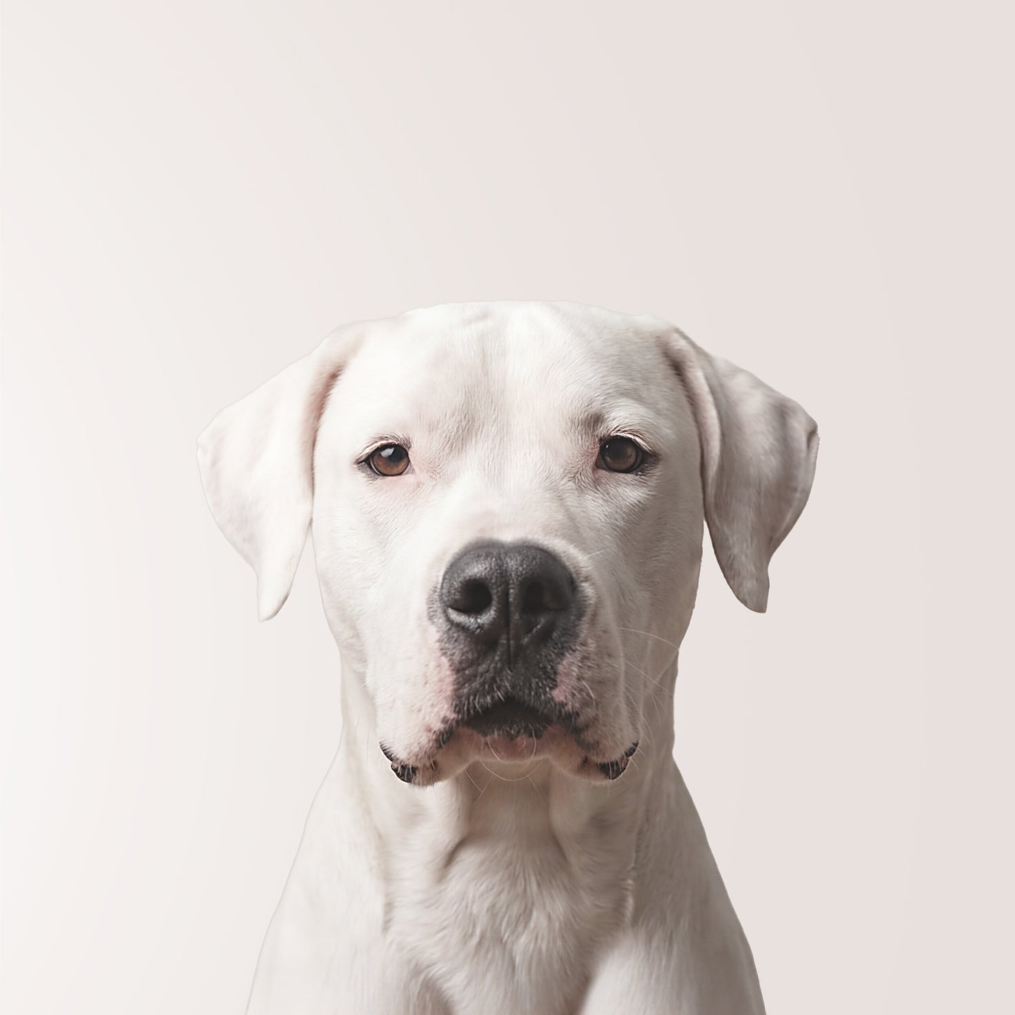 Dogue Argentin
