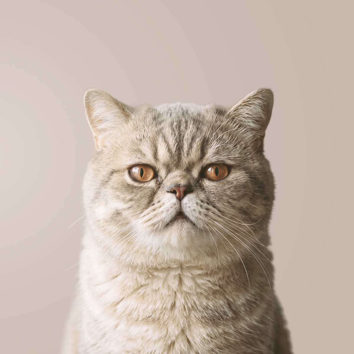 Exotic Shorthair