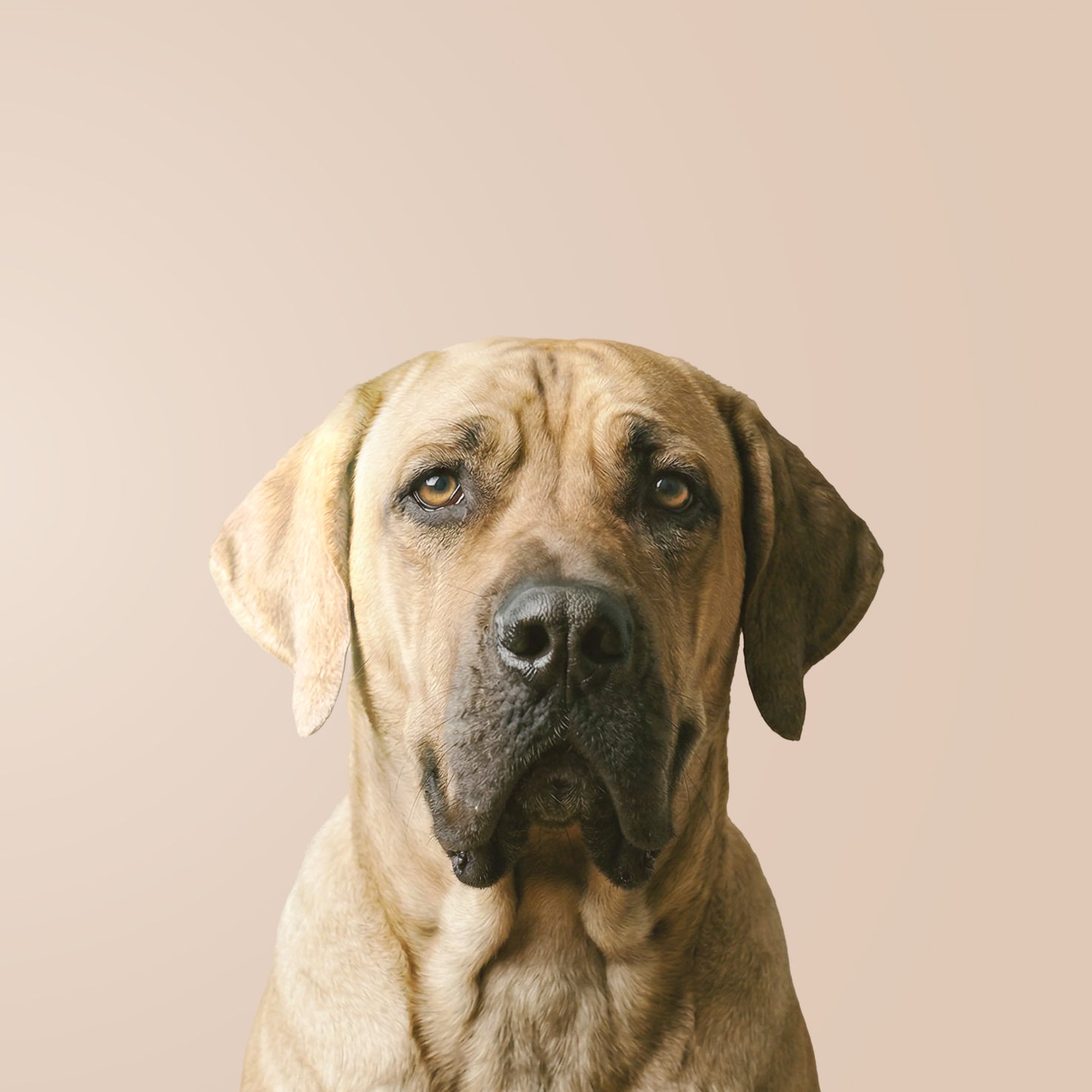 Fila brasileiro