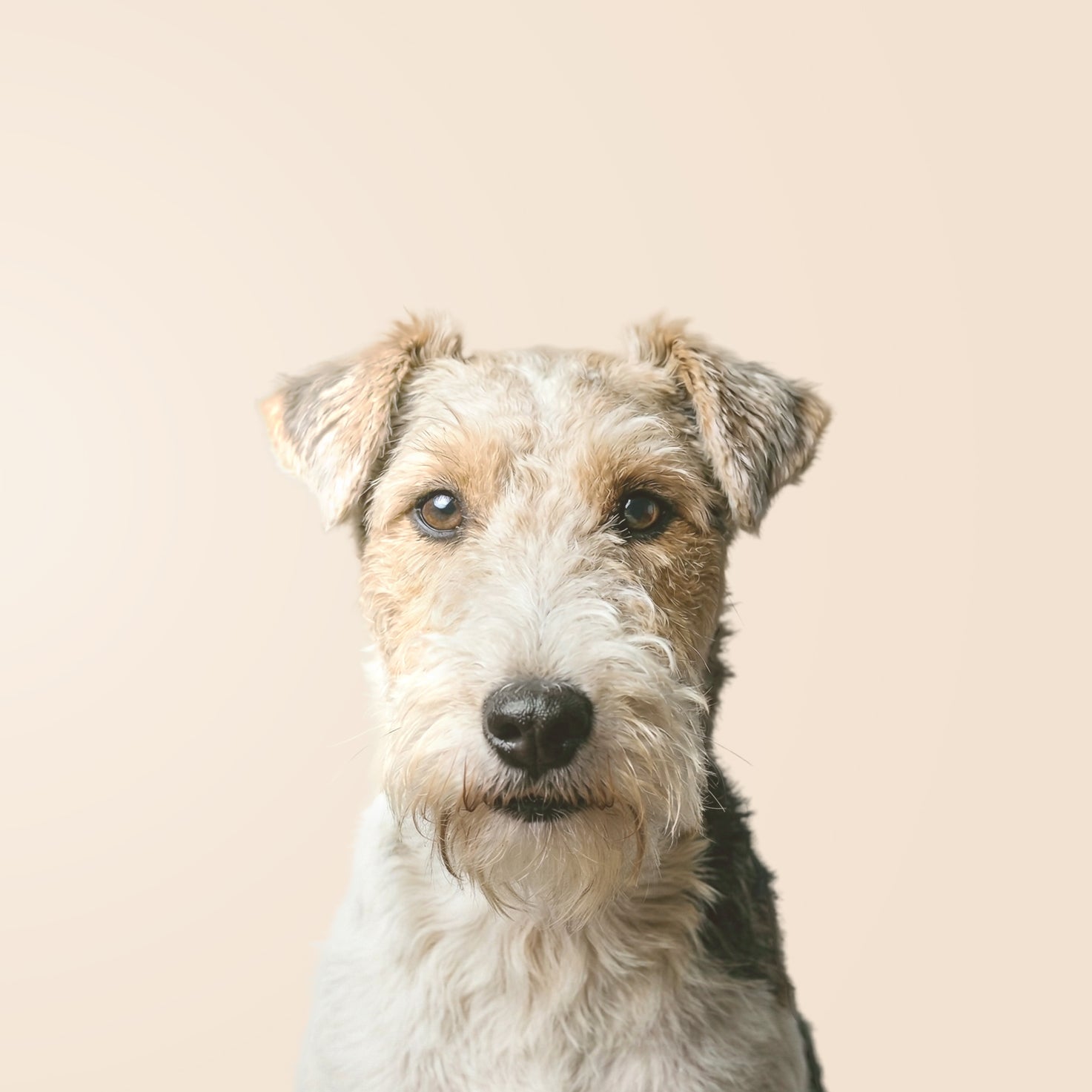 Fox Terrier à poil dur