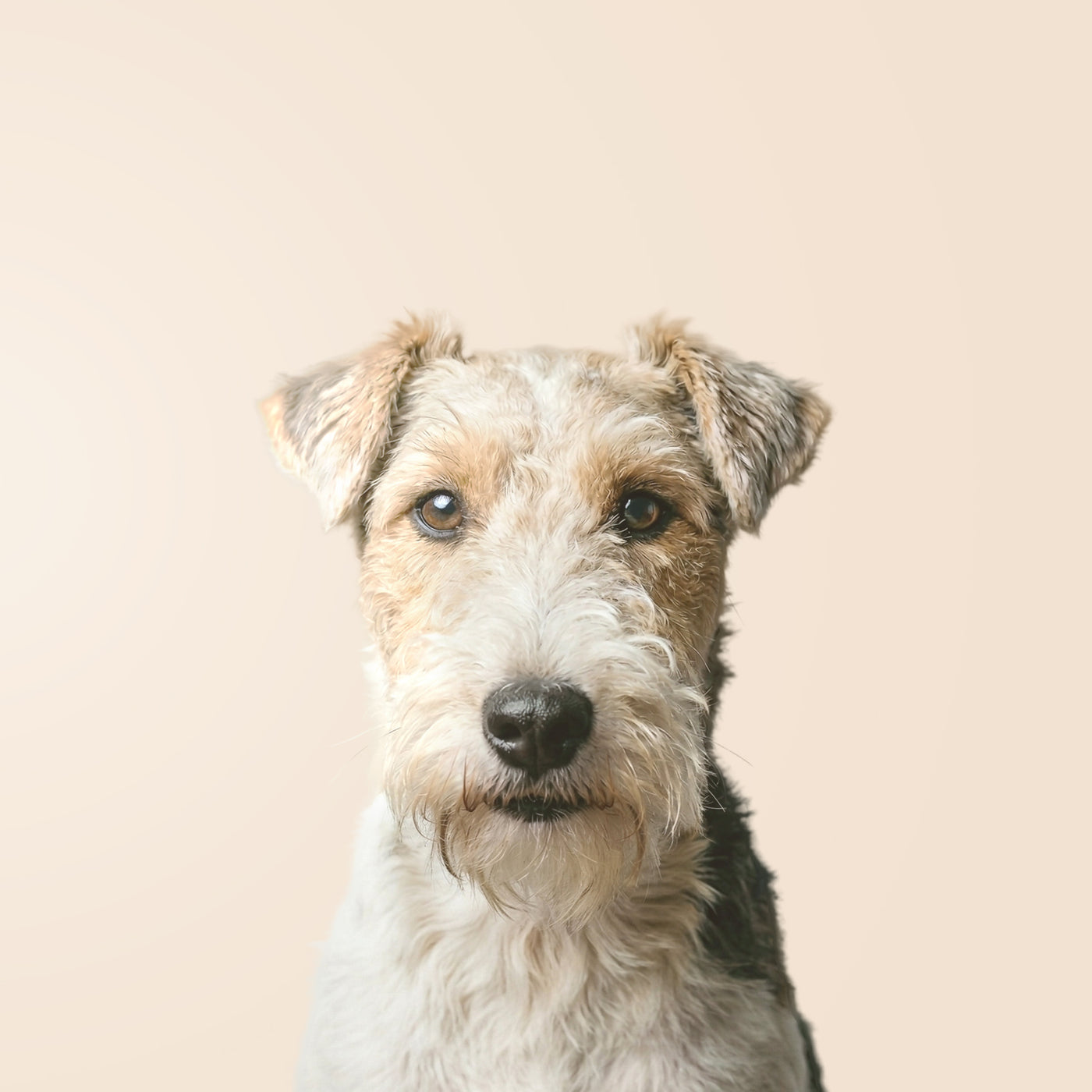 Fox terrier de pelo duro