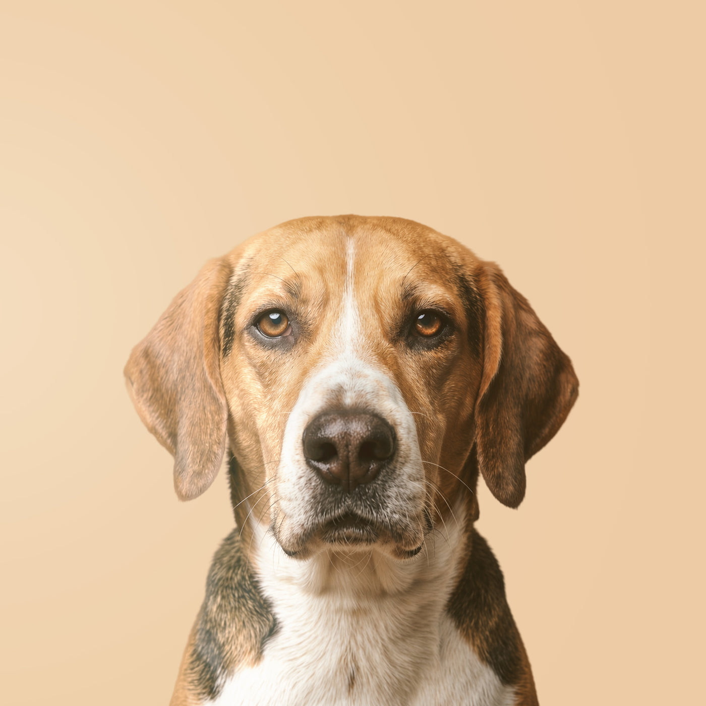 Foxhound