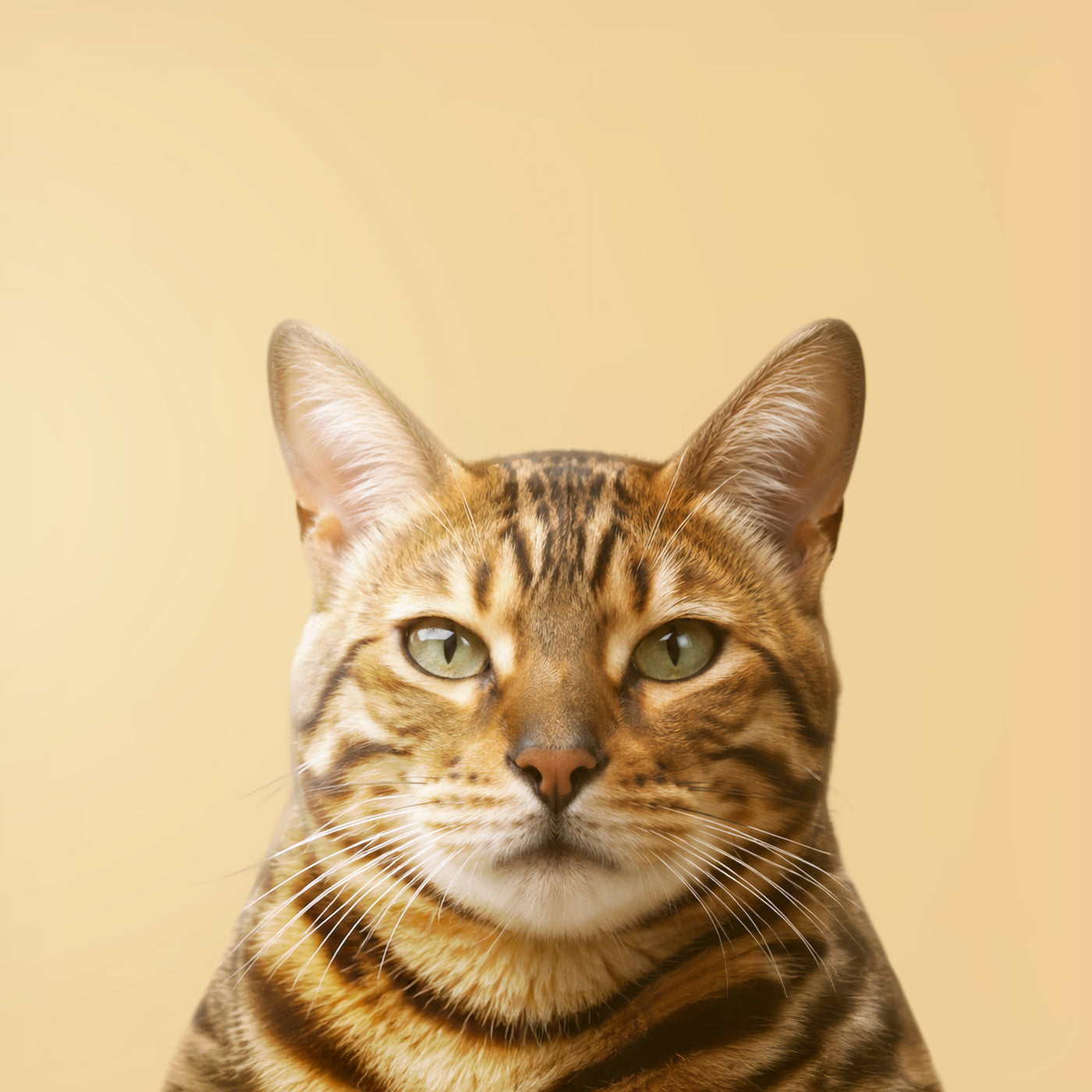 Gato Bengalí