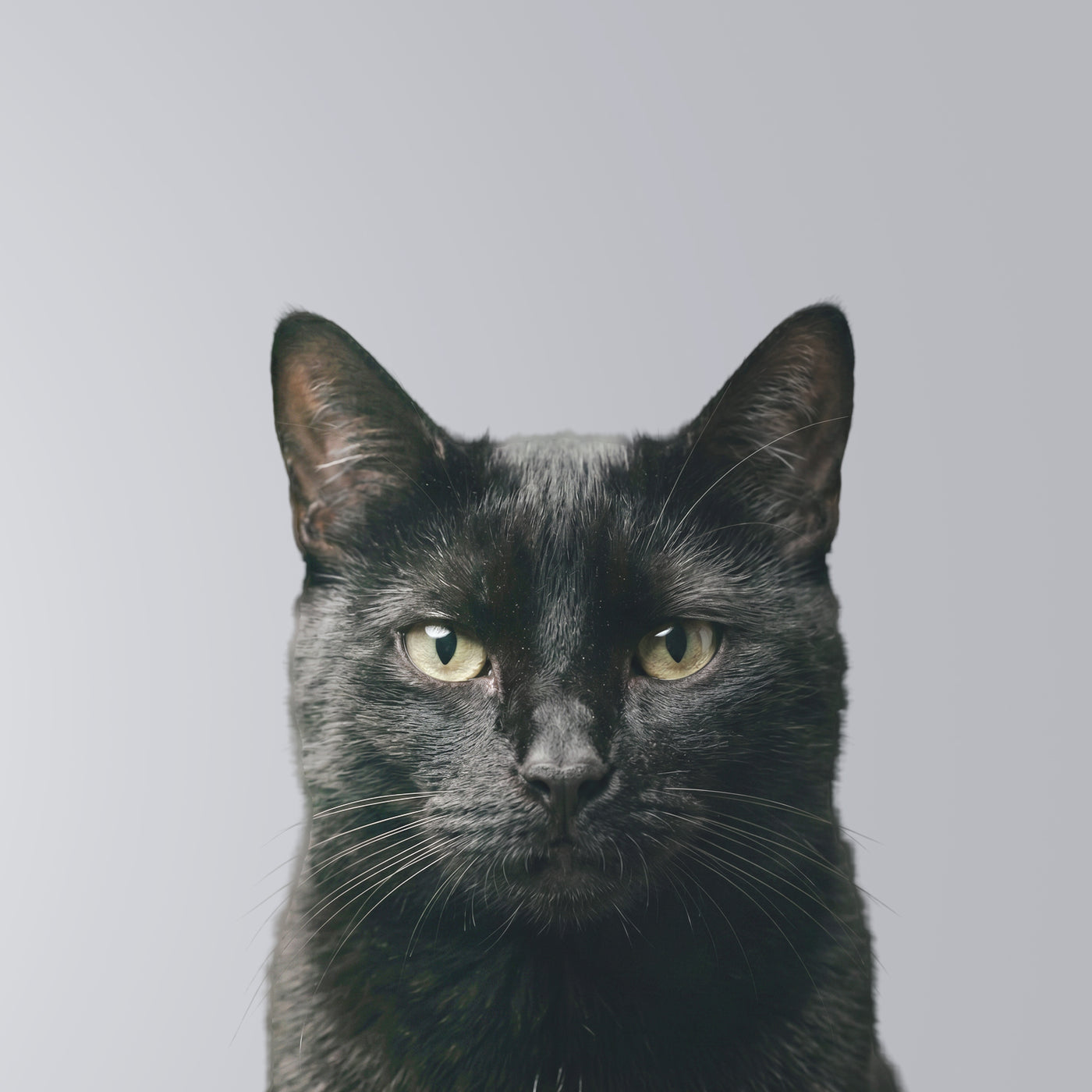 Gato Negro