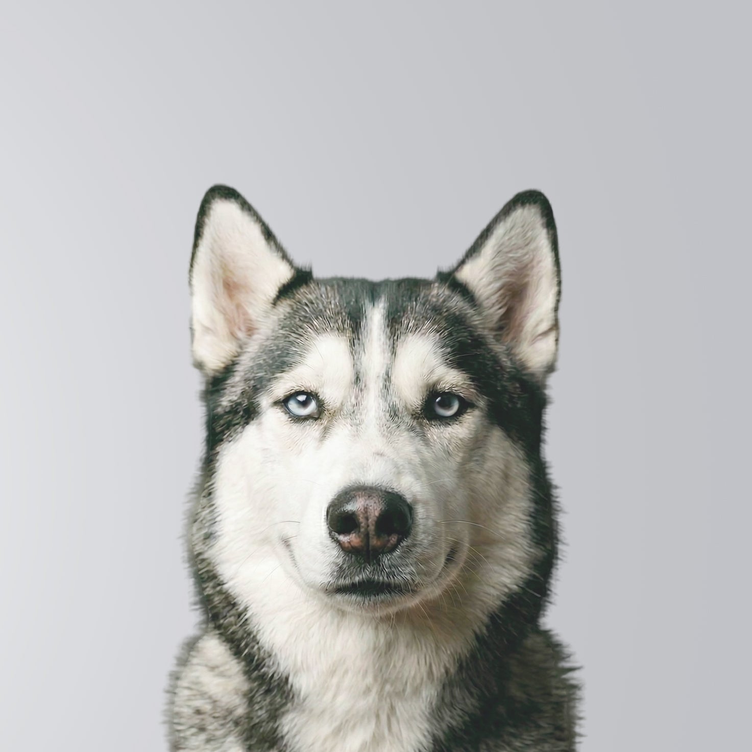 Husky Sibérien