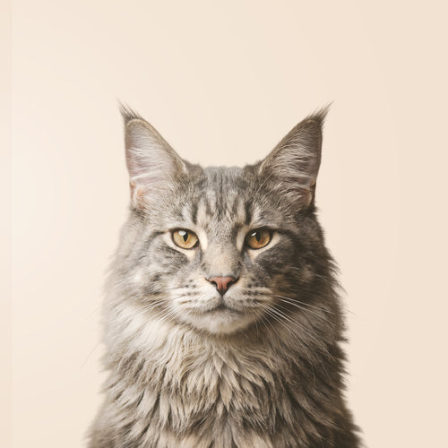 Maine Coon