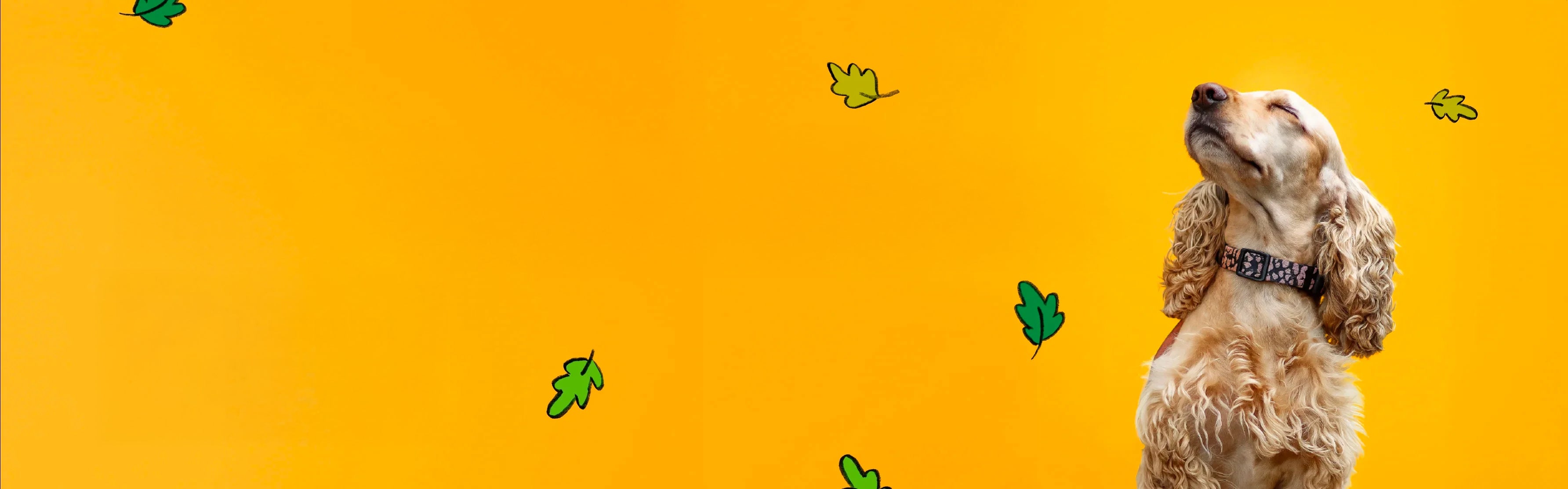 image-banner