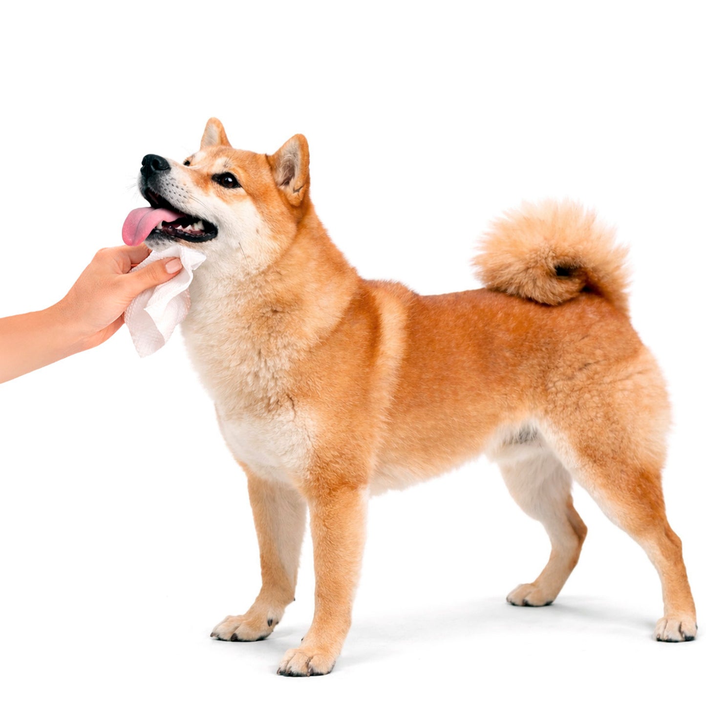 Pet Wipes - Baby Powder
