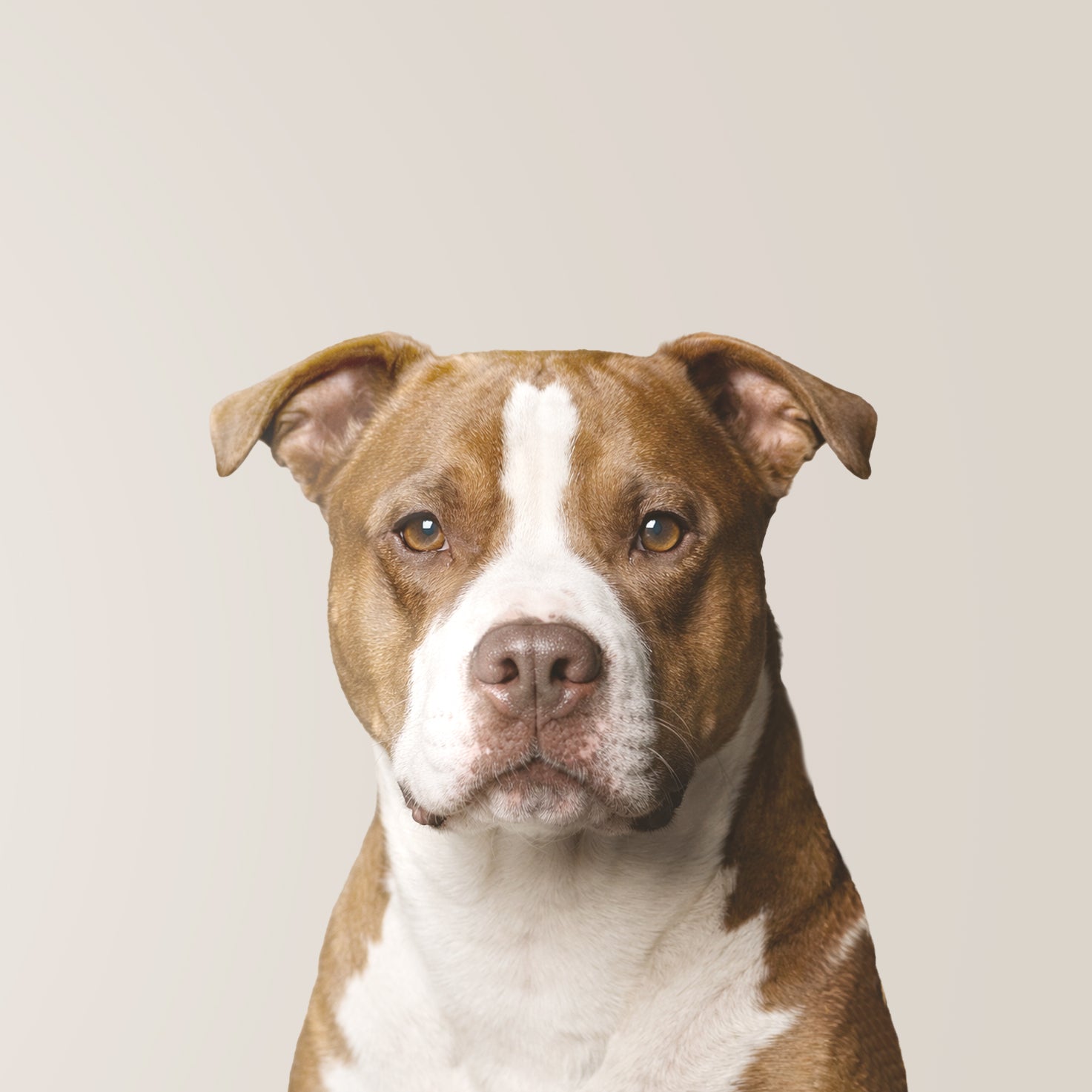Pitbull Terrier Américain