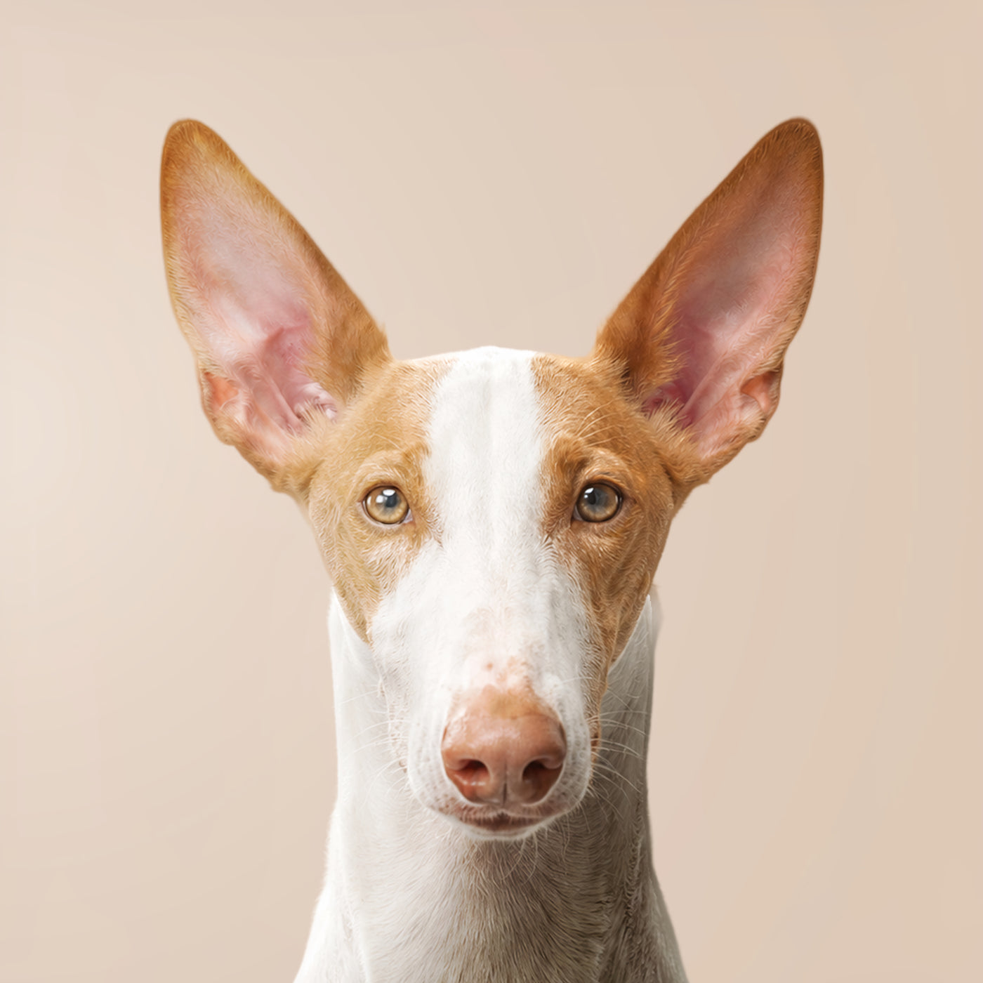 Podenco Andaluz