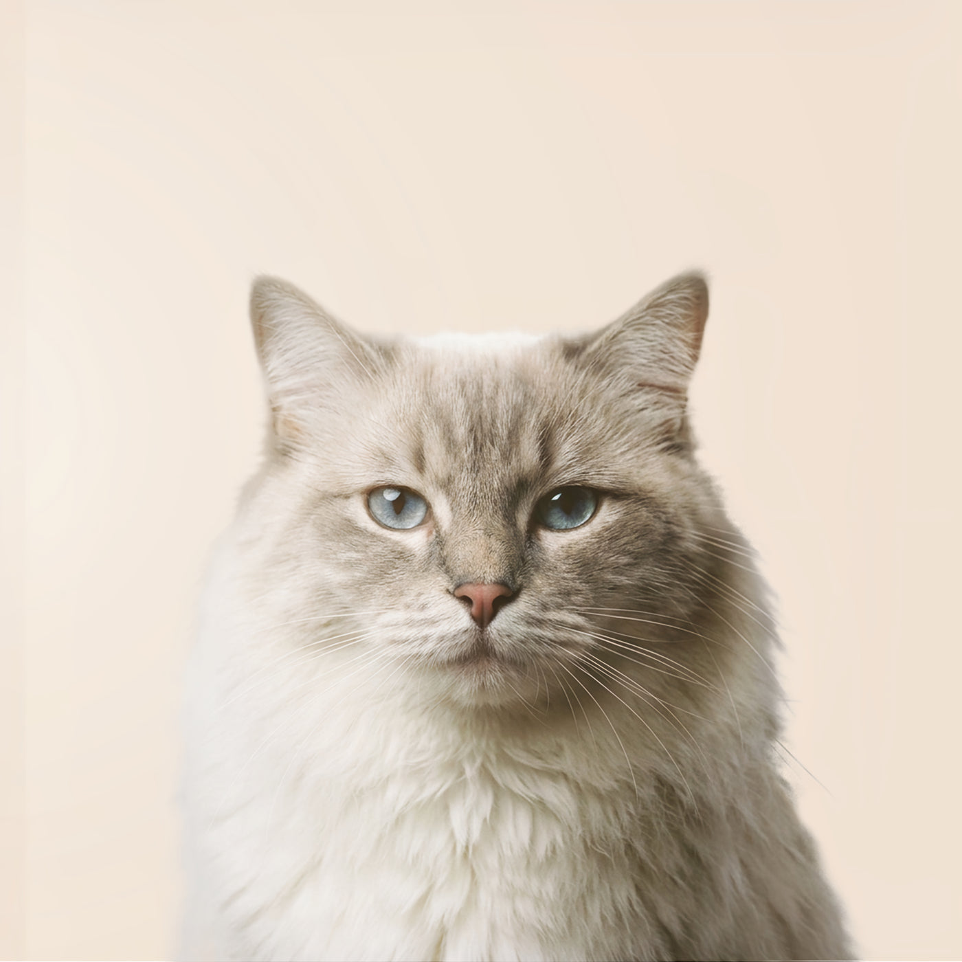 Ragdoll