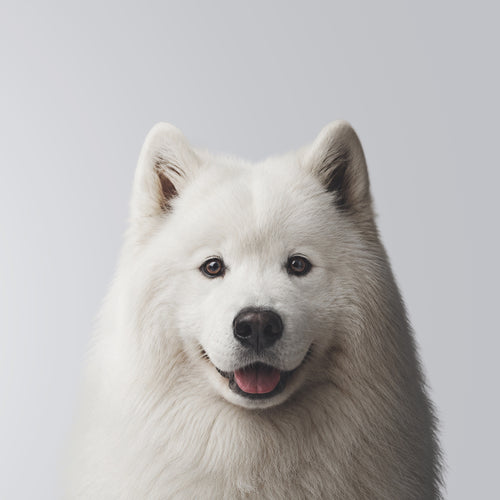 Samoyed