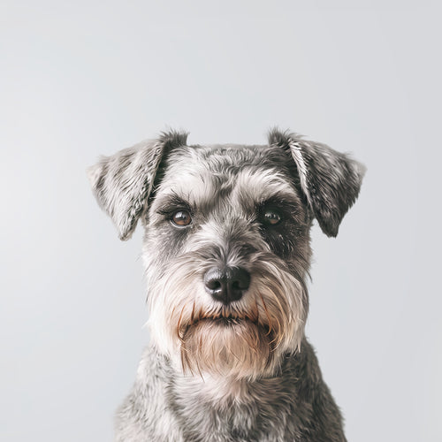 Zwergschnauzer