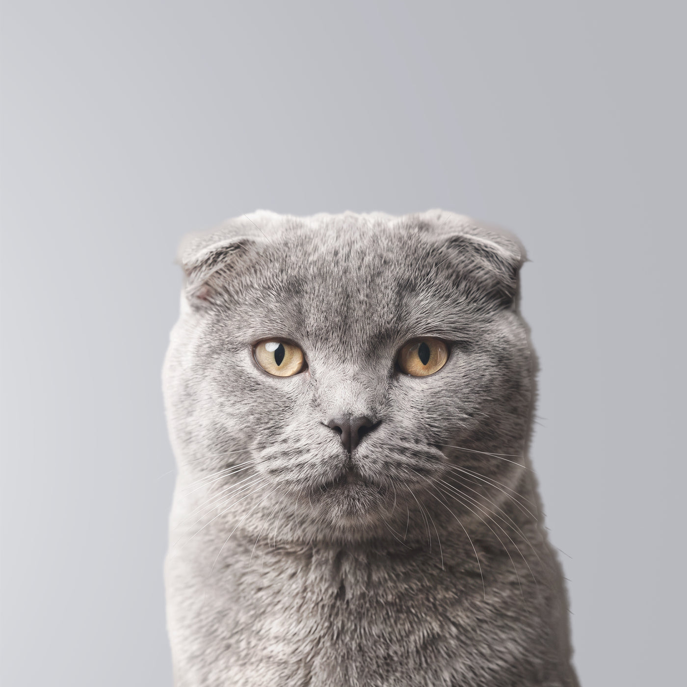 Scottish Fold