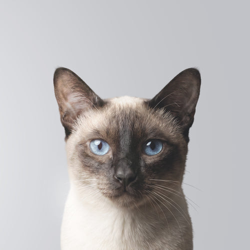 Siamese cat