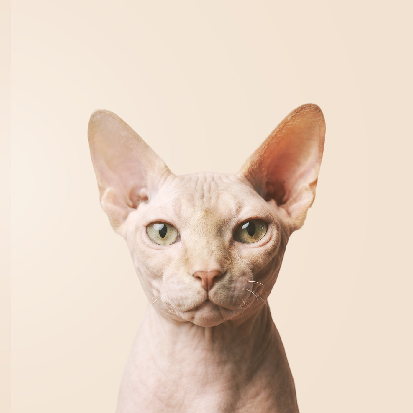 Sphynx