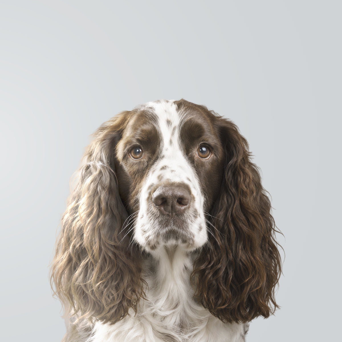 Springer Spaniel Inglés