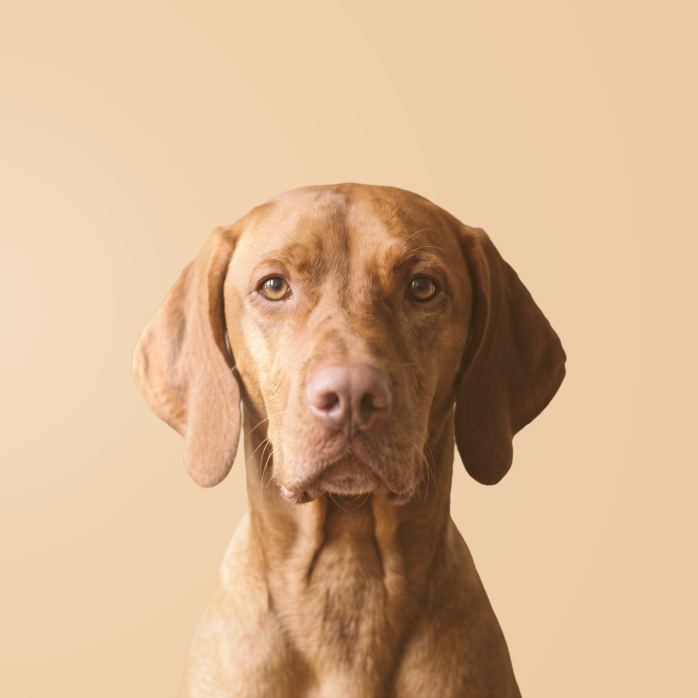 Vizsla / Braco Húngaro