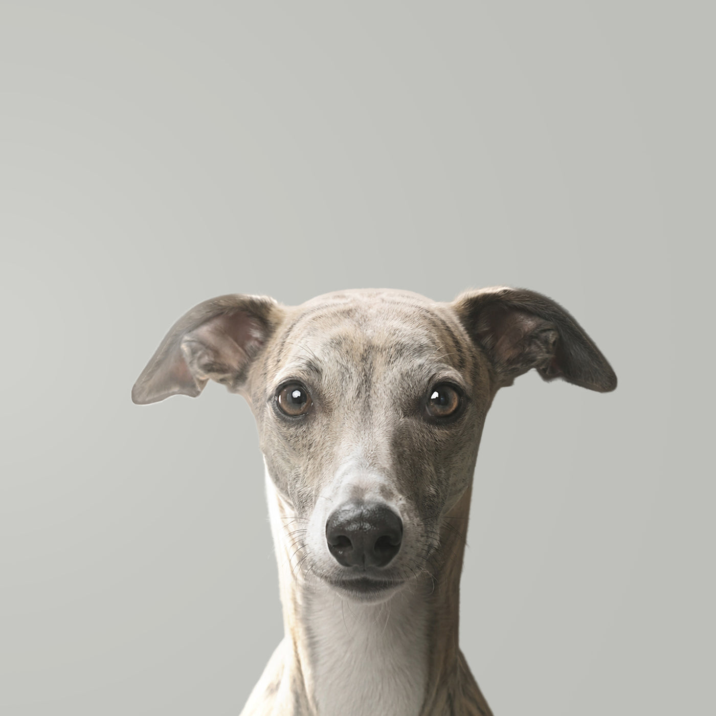 Whippet