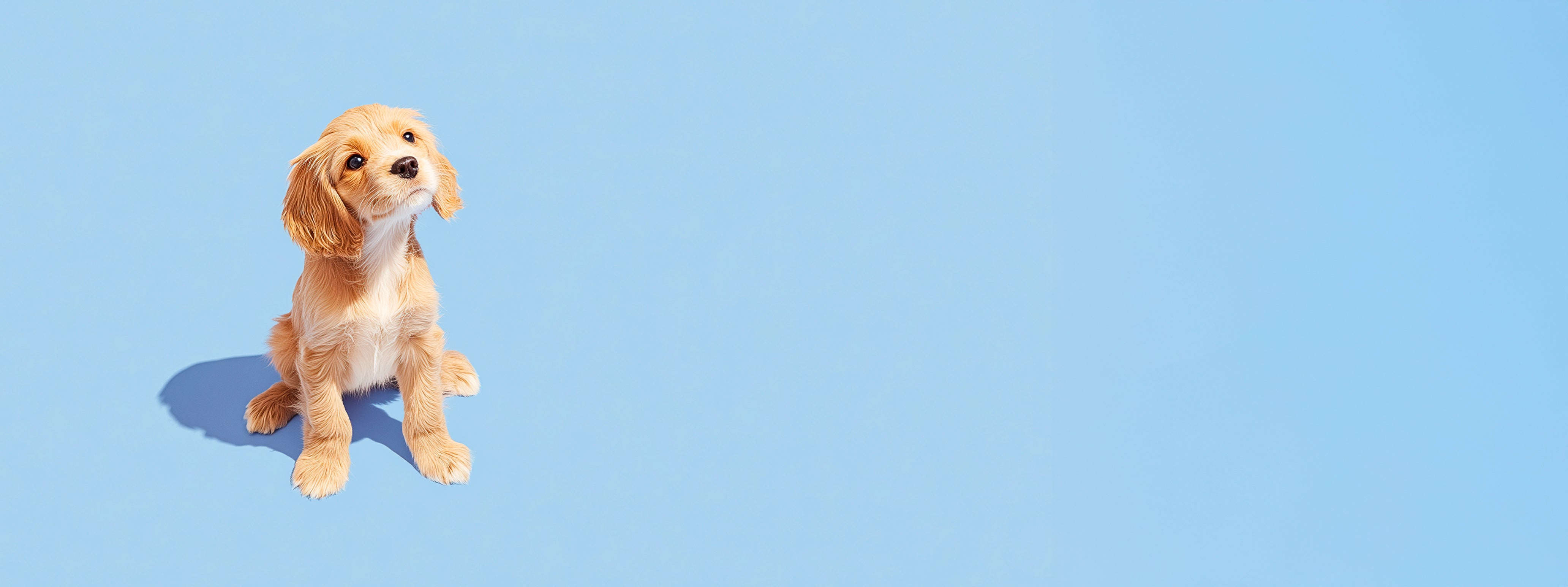 image-banner