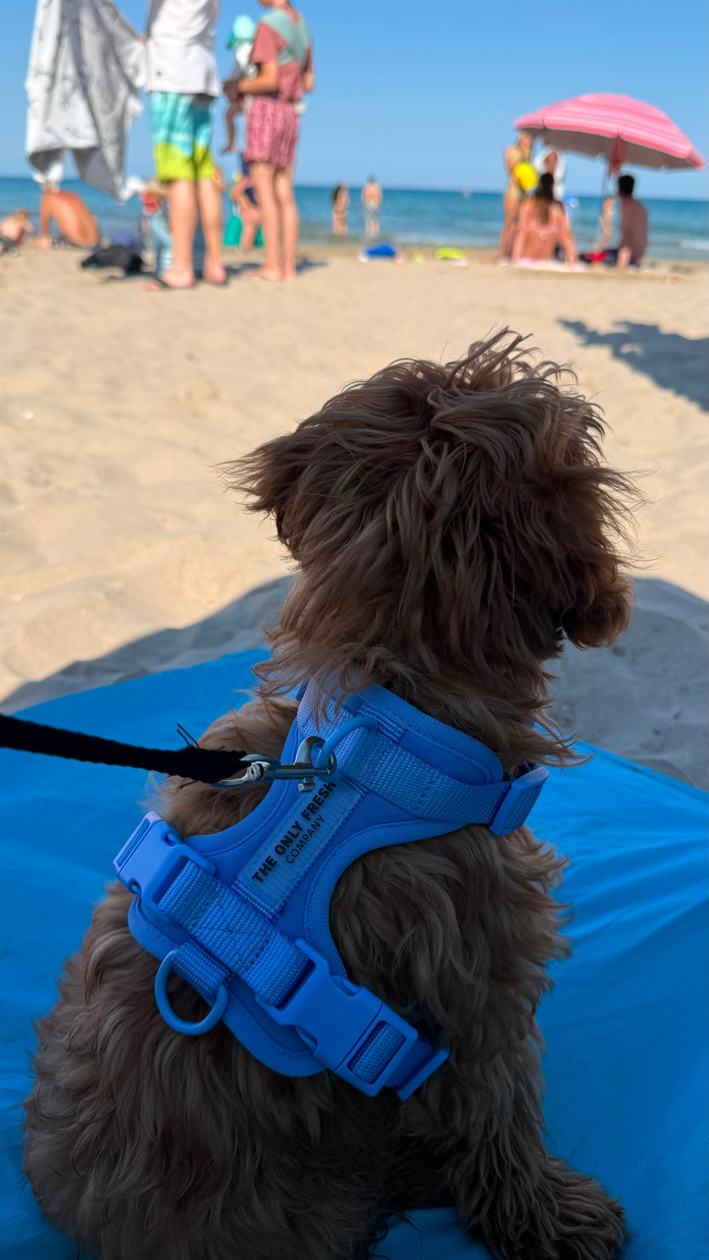 Smart Harness - Blu