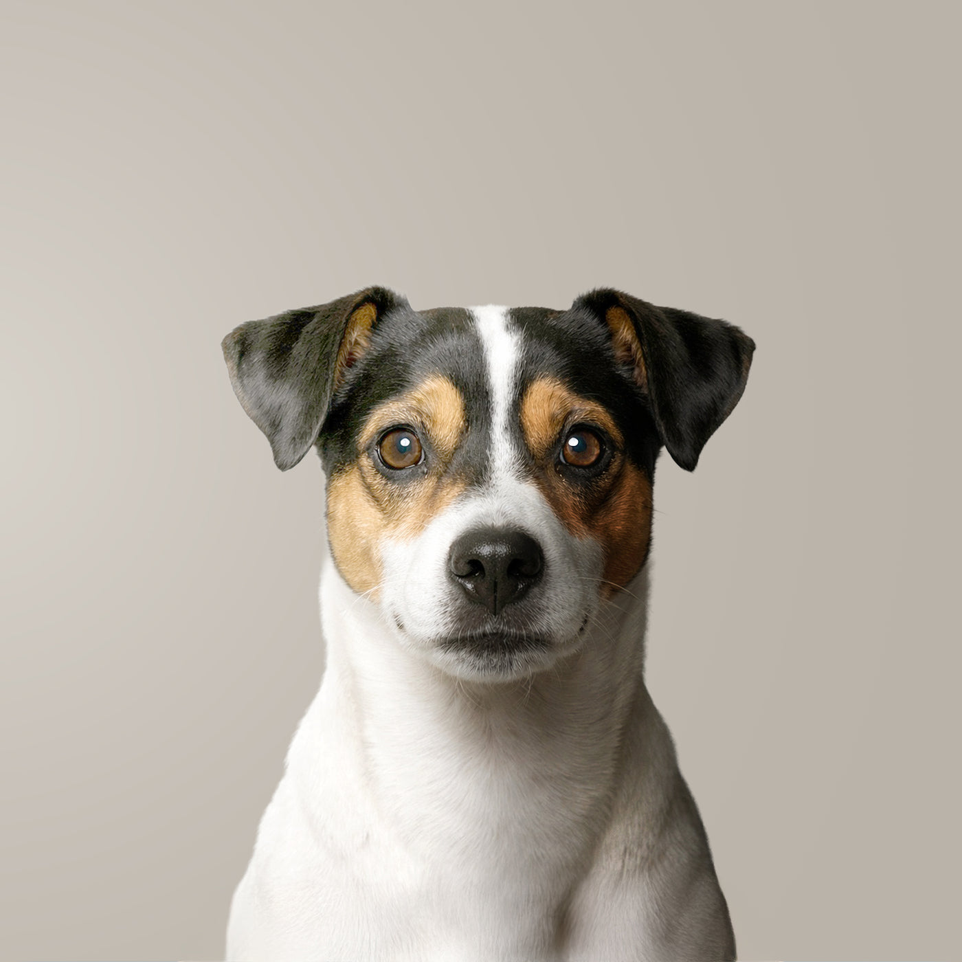 Ratonero bodeguero andaluz