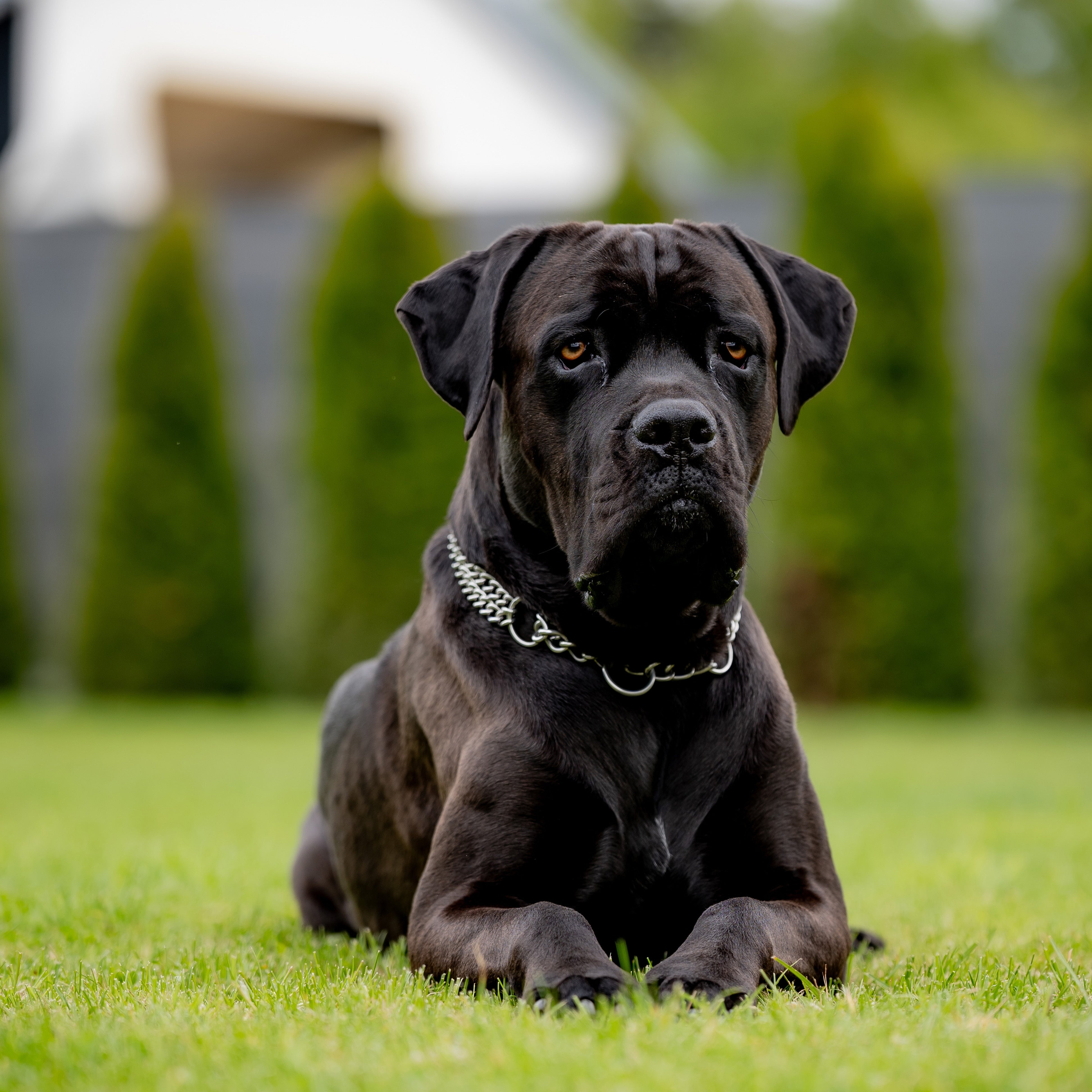 Cane corso