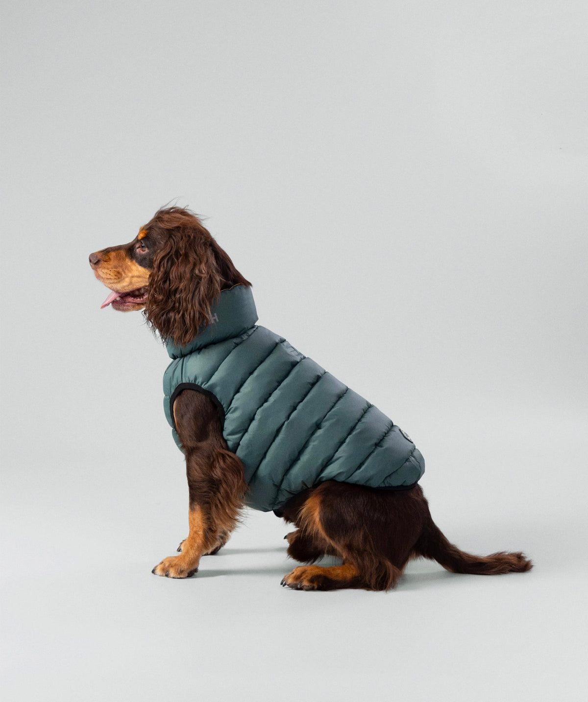 Hackett dog puffer