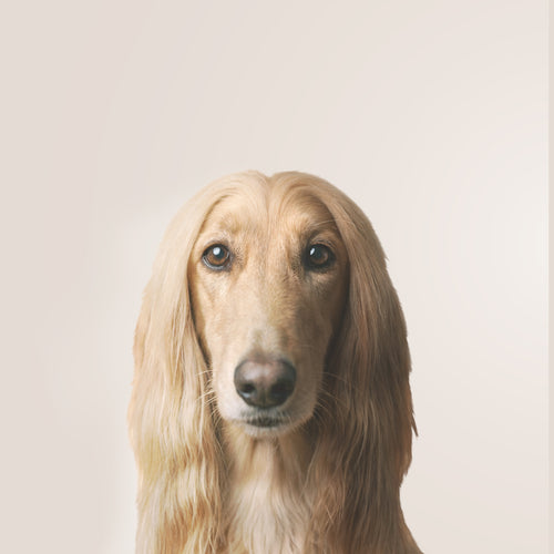 Afghan Hound