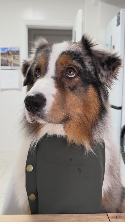 Polpette per cani – Wild Mountain