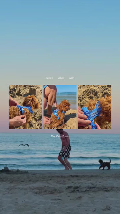 Smart Harness - Blu