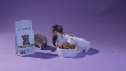 Kitten - Exquisite Chicken