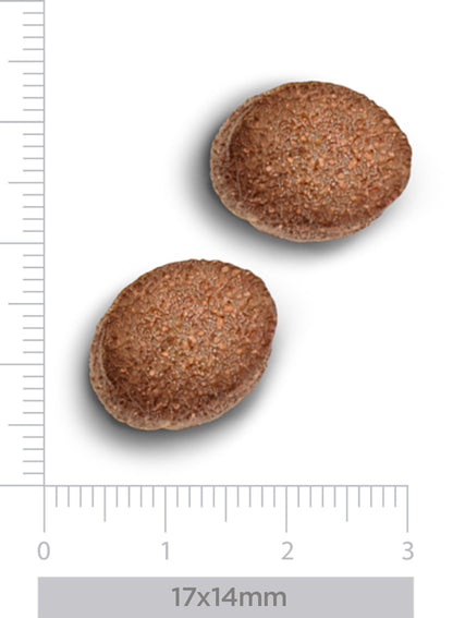 Hypoallergenic - Fresh wild boar - for dogs